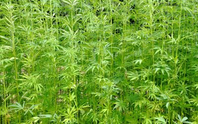 The Benefits of Tall Fescue Grass for Drought Tolerance and Low Maintenance