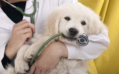 Why Local Pet Owners Trust Vet Clinic Lenexa, KS for Compassionate Animal Care