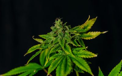 Unmatched Purity Awaits with THCA Live Resin Diamonds for Discerning American Consumers