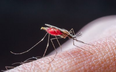 Enjoy Outdoor Living with Mosquito Control Land O Lakes FL Solutions That Work